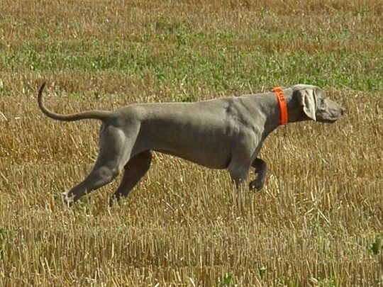 Chien de chasse